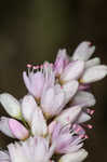 Pennsylvania smartweed